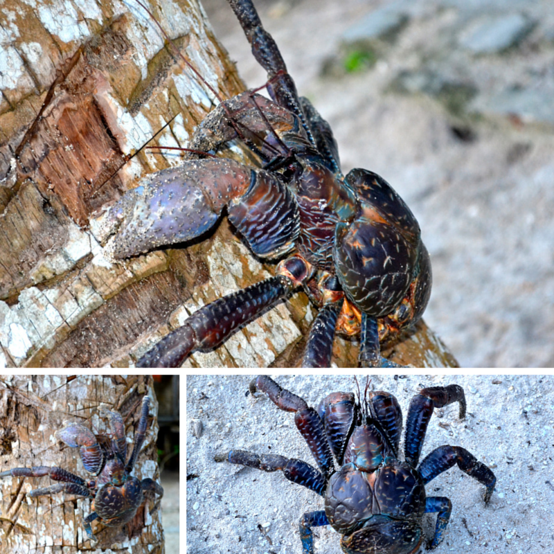 Coconut Crab Pic Collage