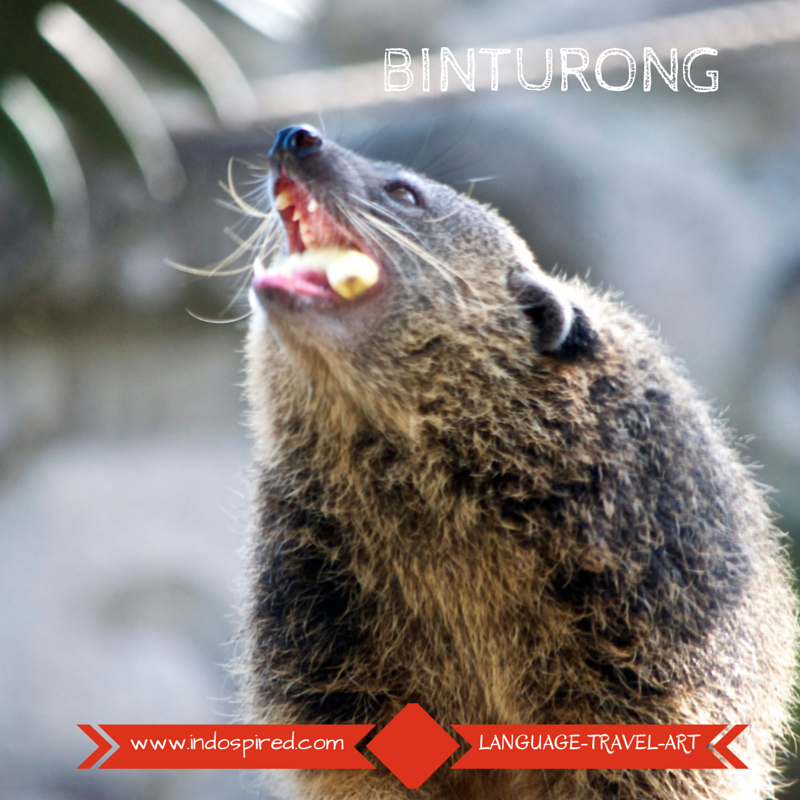 Binturong eating Pic