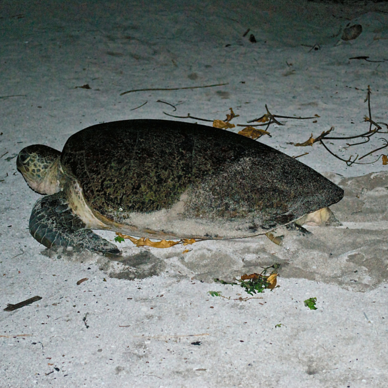 Green Sea Turtle Mama turtle