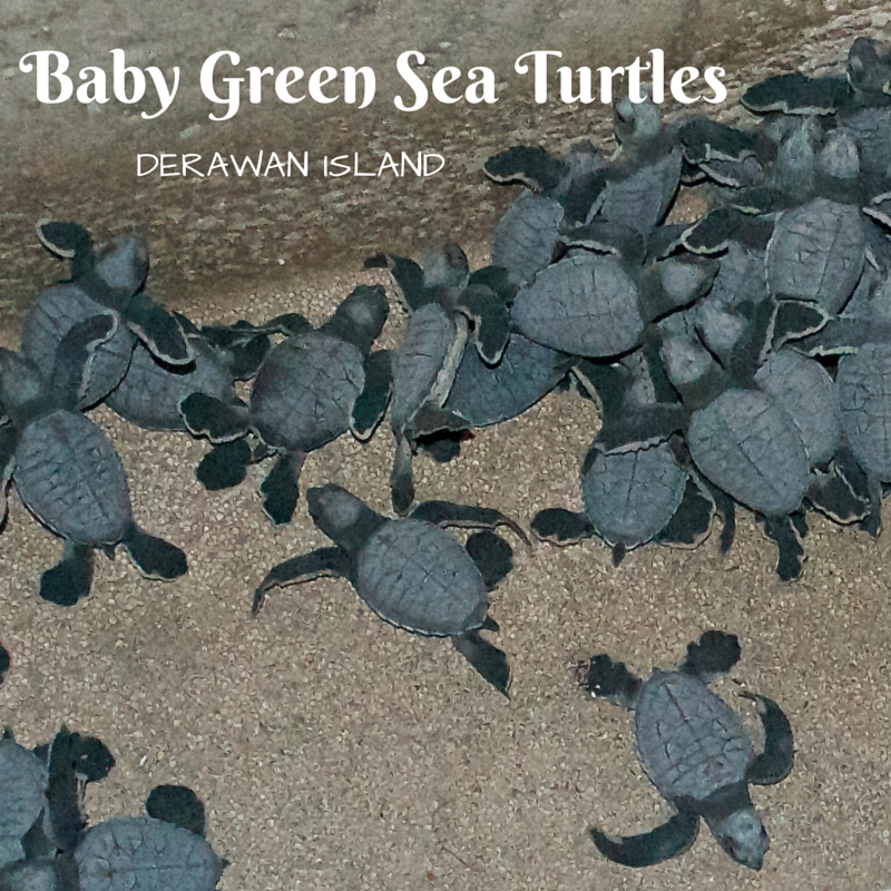 Green Sea Turtle Title Pic