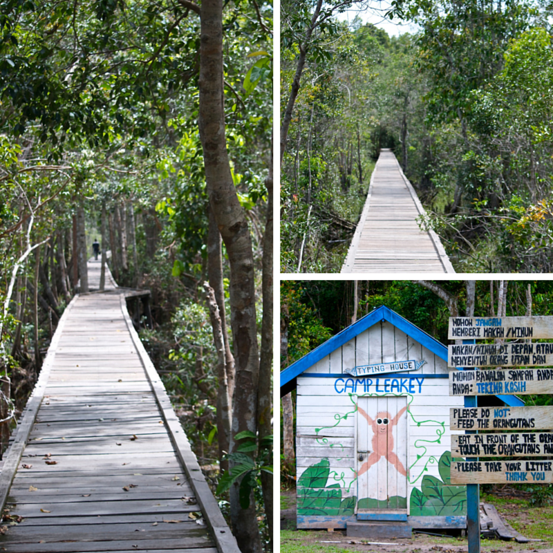 Tanjung Puting Day 2 Board Walk Pic Collage