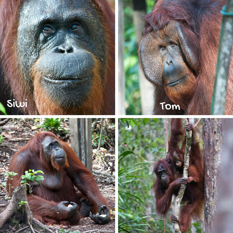 Tanjung Puting Day 2 orangutan pic collage