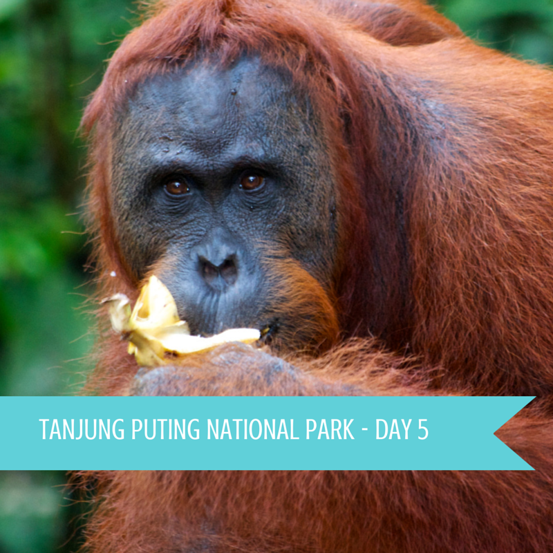 Tanjung Puting National Park Day 5 Title Pic