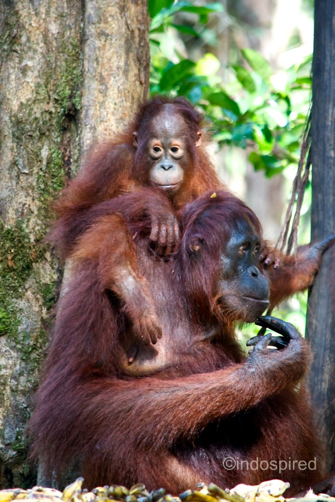 orangutan w bayi 1