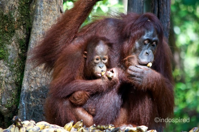 orangutan with baby feeding