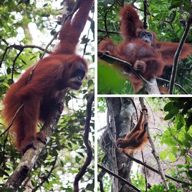 CH orangutan collage