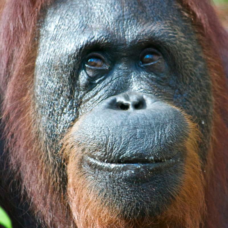 oranghutan-closeup-sidebar-gallery