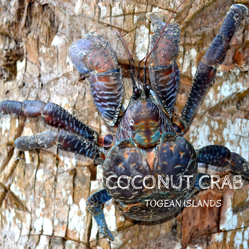 Coconut Crab Title Pic