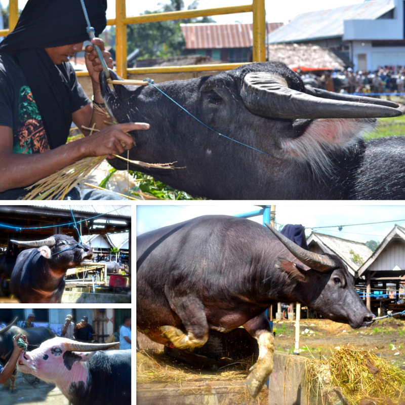 Tana Toraja buffalos at market pic collage