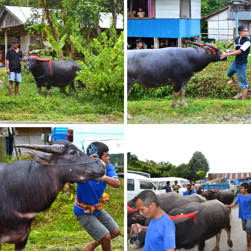 A FUNERAL Buffalo procession Pic Collage