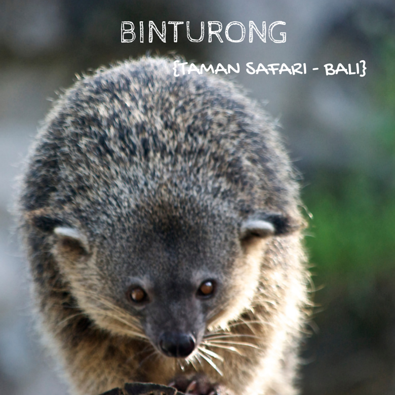 Binturong Title Pic