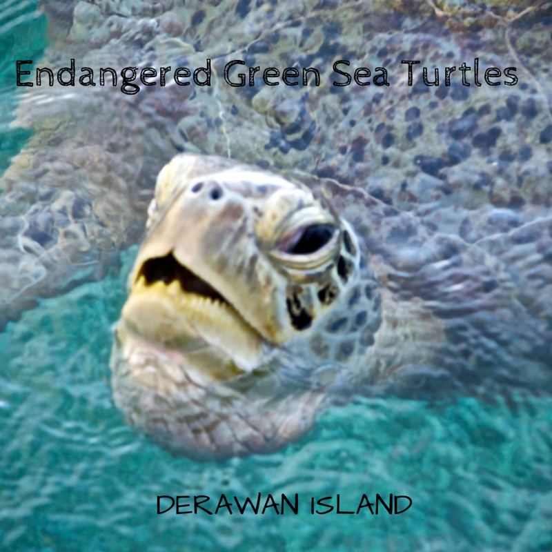 Green Sea Turtles Endangered Title Pic
