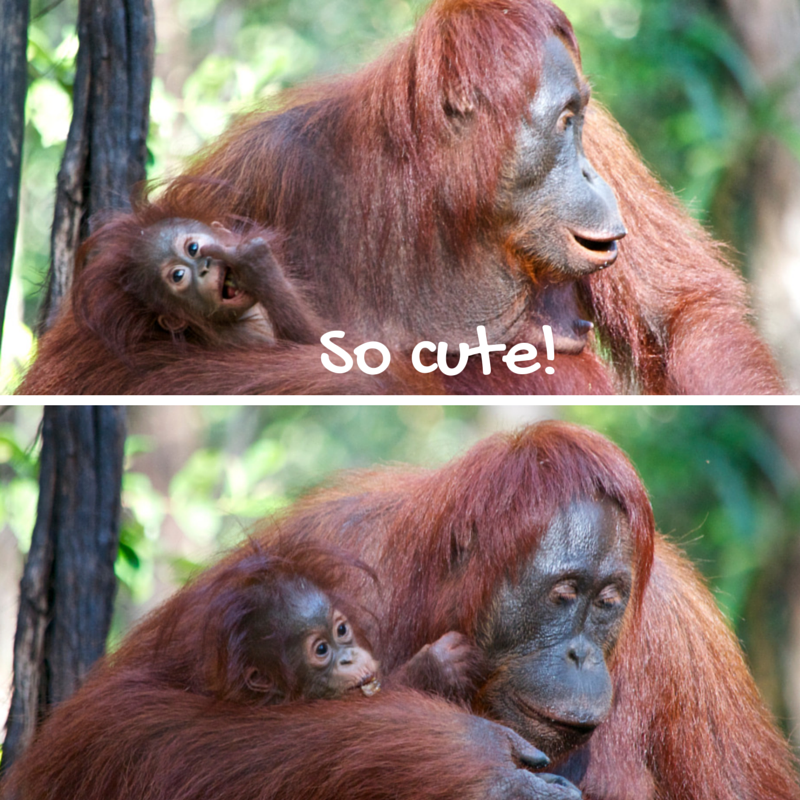 Tanjung Puting orangutan mama + baby pic collage