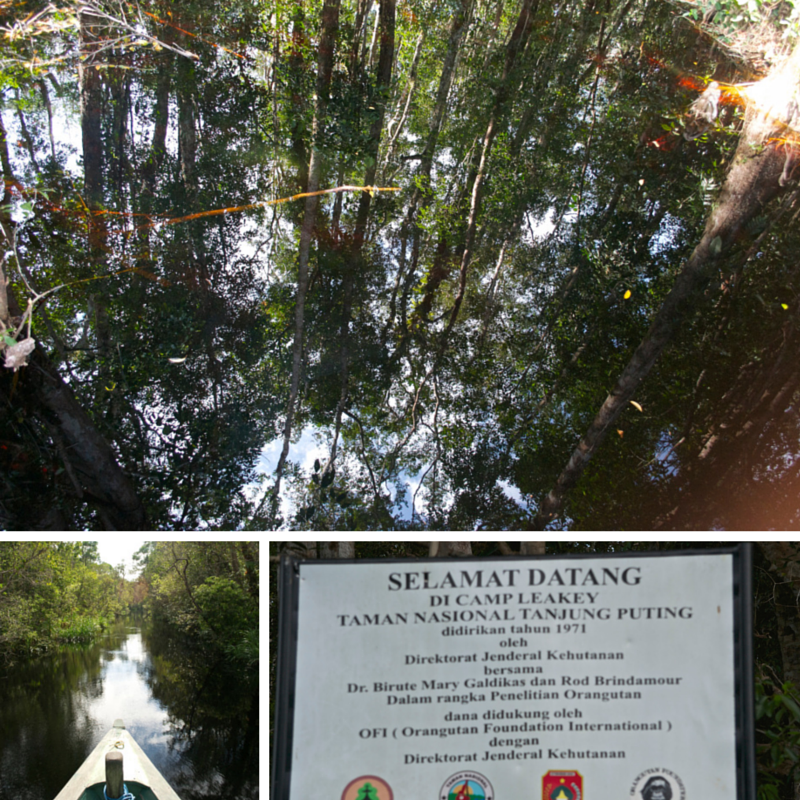 Tanjung Puting Day 2 Camp Leakey Pic Collage