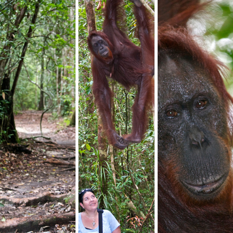 Tanjung Puting Day 2 Jungle walk Pic Collage