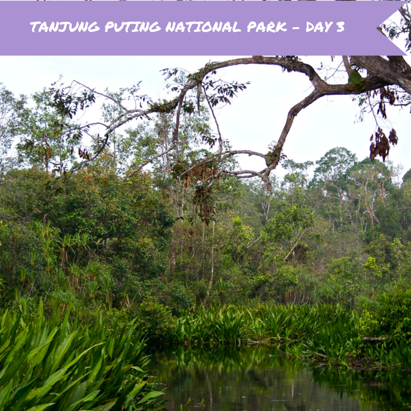 Tanjung Puting Day 3 Title Pic