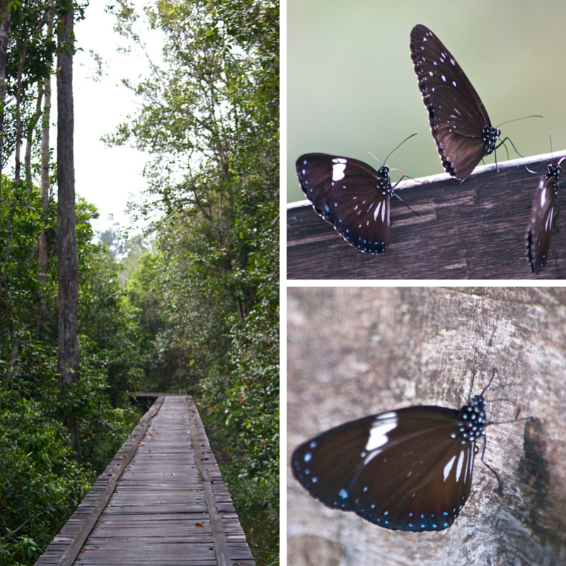 Tanjung Puting National Park Day 3 Butterfly Pic Collage