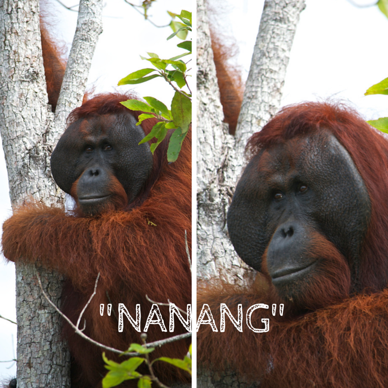 Tanjung Puting National Park Day 3 Nanang Pic Collage