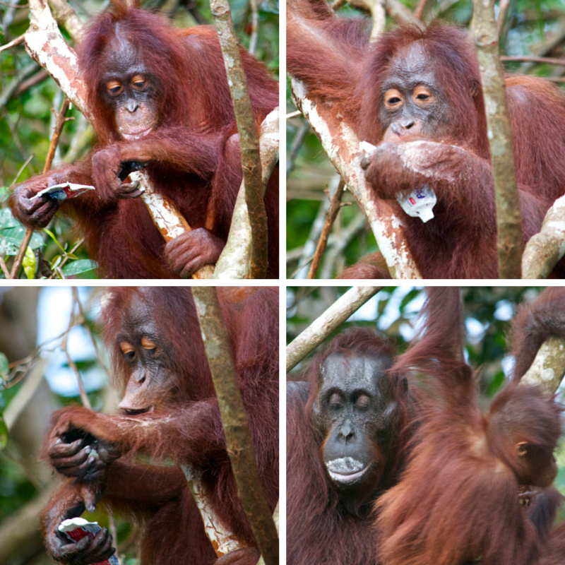 Tanjung Puting National Park Day 3 oranghutan + toothpaste pic collage