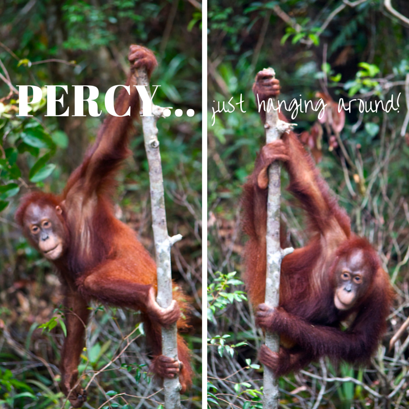 Tanjung Puting National Park Day 4 Percy pic collage