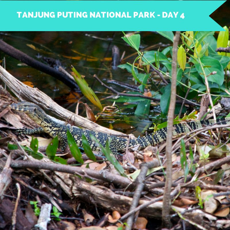 Tanjung Puting National Park Day 4 Title Pic