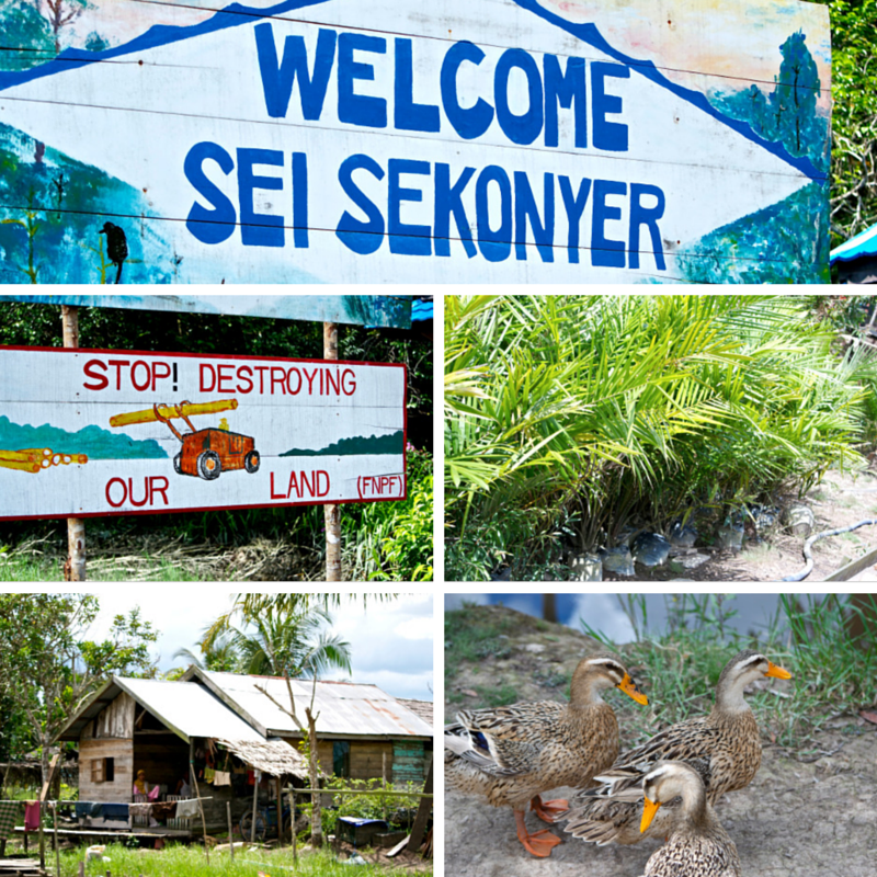 Tanjung Puting National Park Day 5 Sei Sekonyer Pic Collage