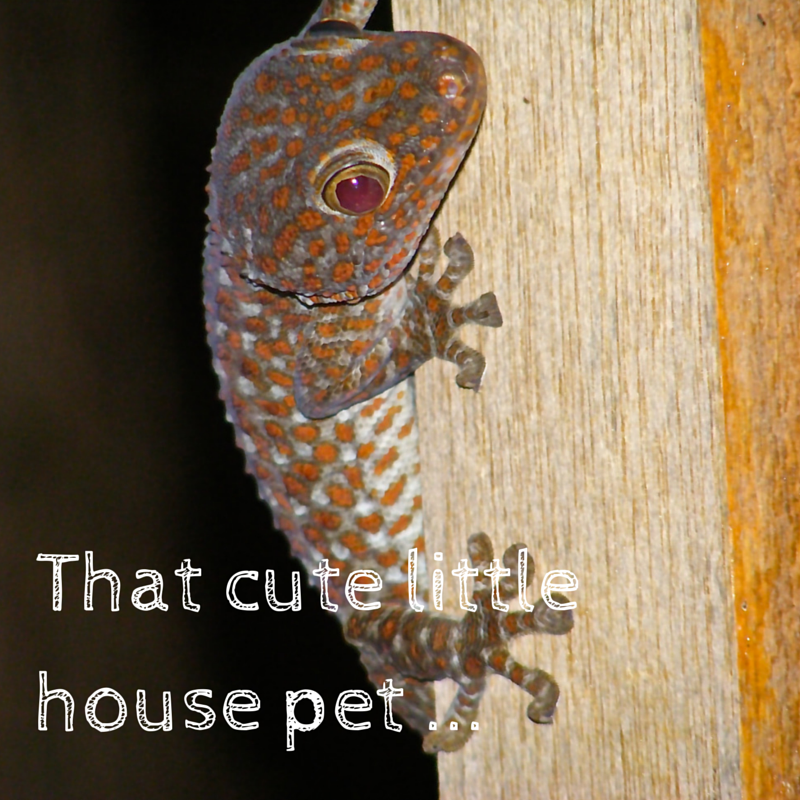 That cute little house pet Title Pic