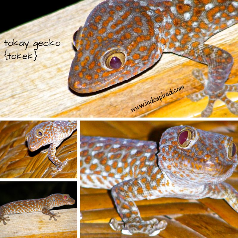 Tokay gecko Pic Collage