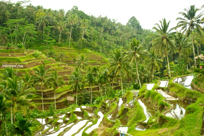 Rice Paddy Ubud landscape