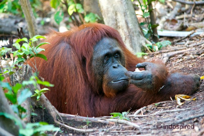 orangutan Siwi pic