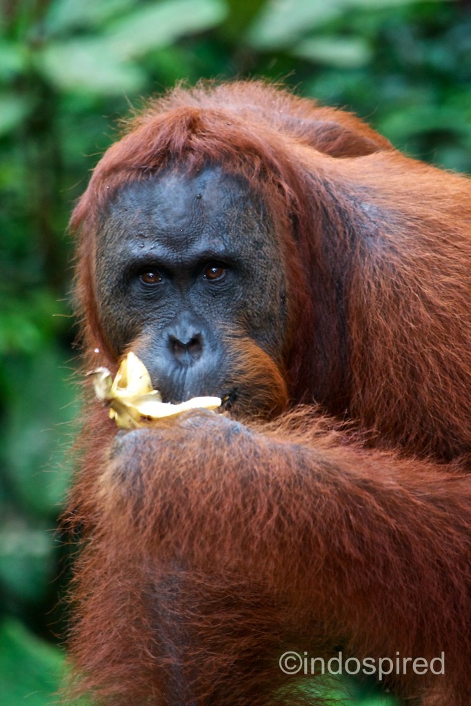 orangutan makan pic
