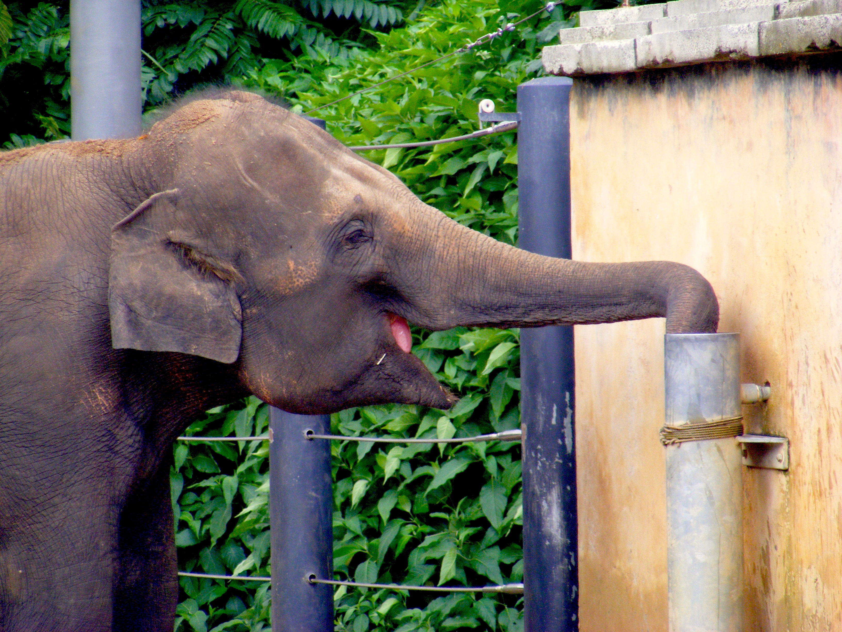 Gajah Melbourne Zoo